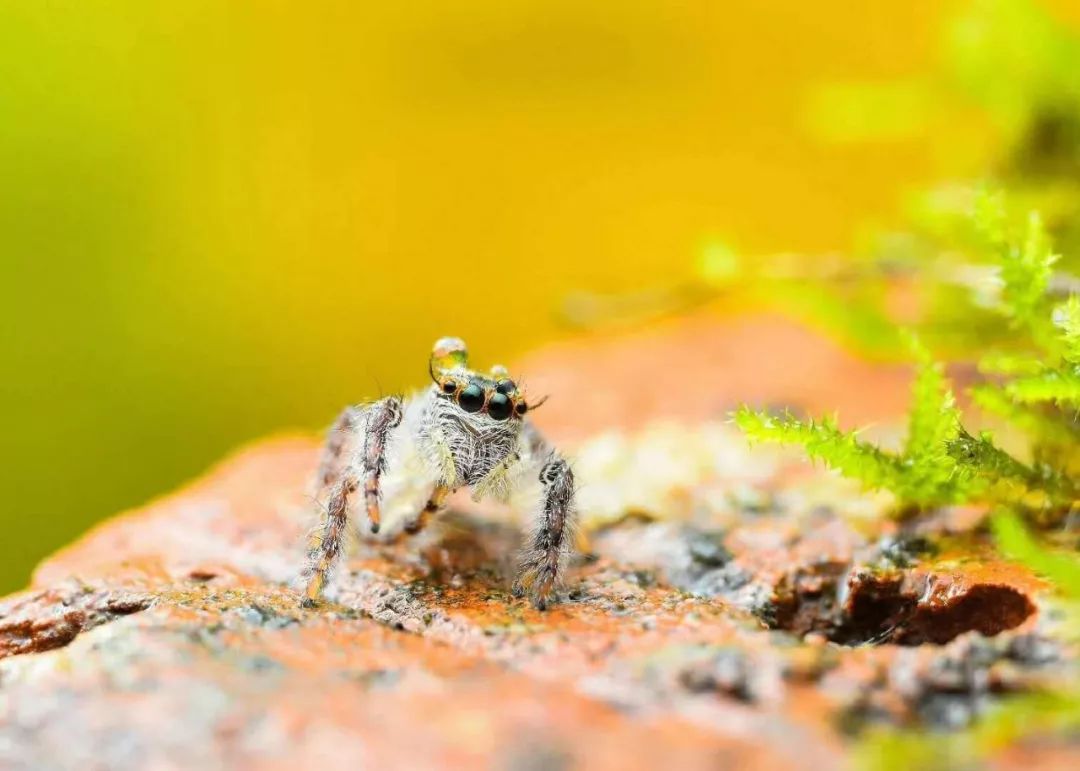 娆ч箯娣卞湷,娆ч箯鍔ㄧ墿涓栫晫