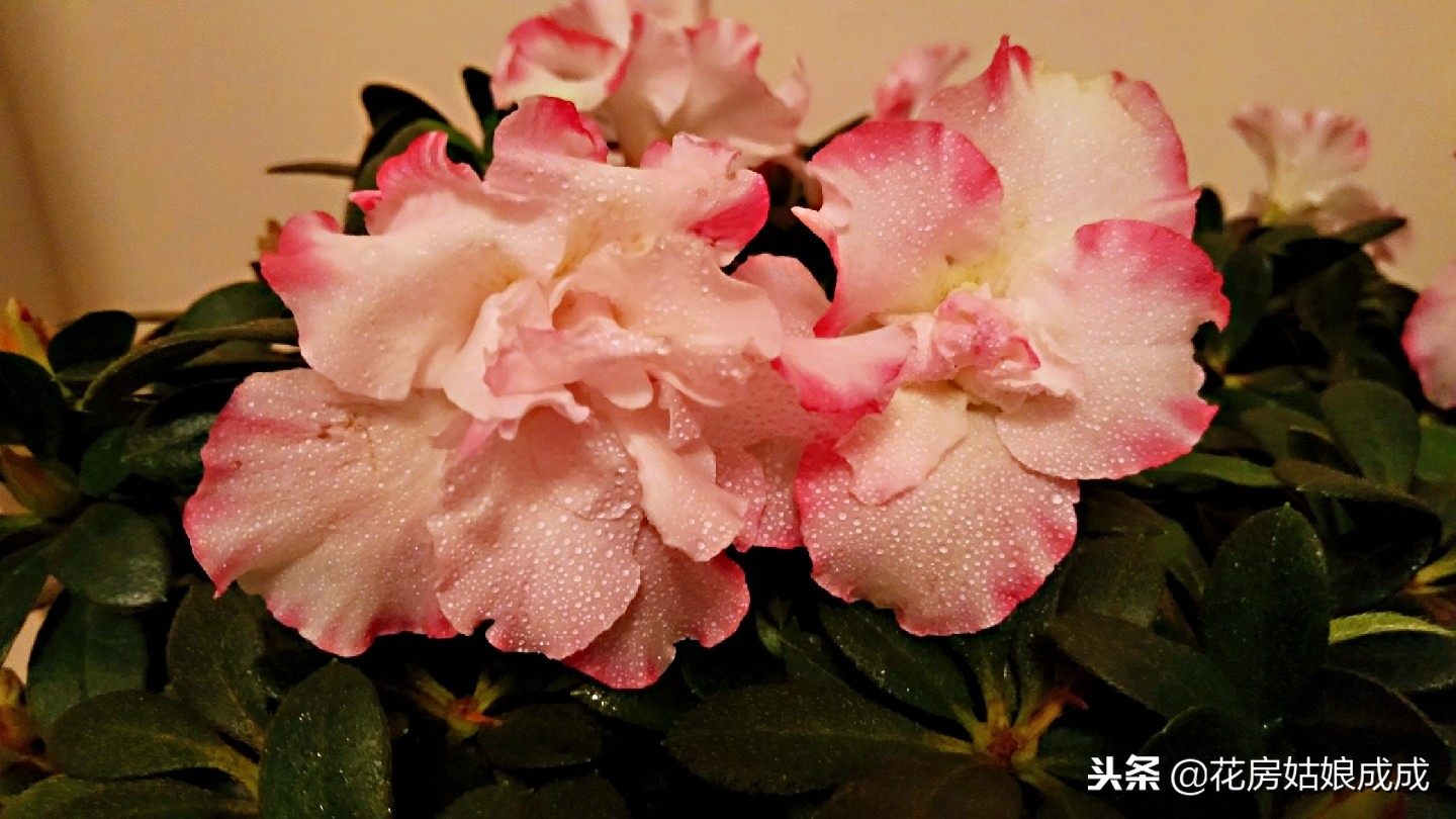 杜鹃花掉叶子怎么补救,杜鹃花掉叶的补救方法