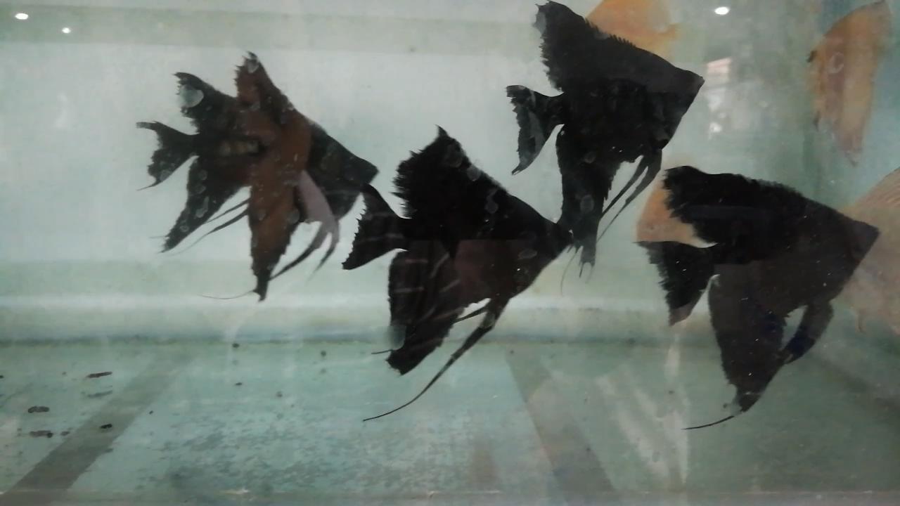 逛观赏鱼市,市场里的观赏鱼热带鱼