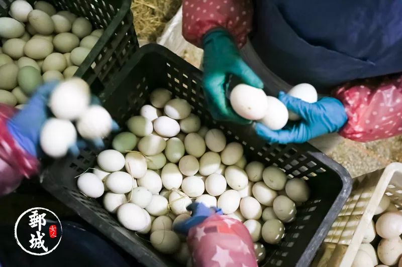 曾经沧海难为水，他乡咸鸭蛋，我实在瞧不上