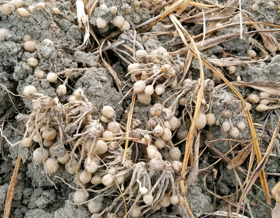 姜荷花叶子枯萎了怎么办,姜荷花换盆以后叶子变黄