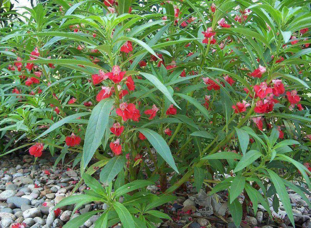 凤仙花怎么种最好,凤仙花种植美篇