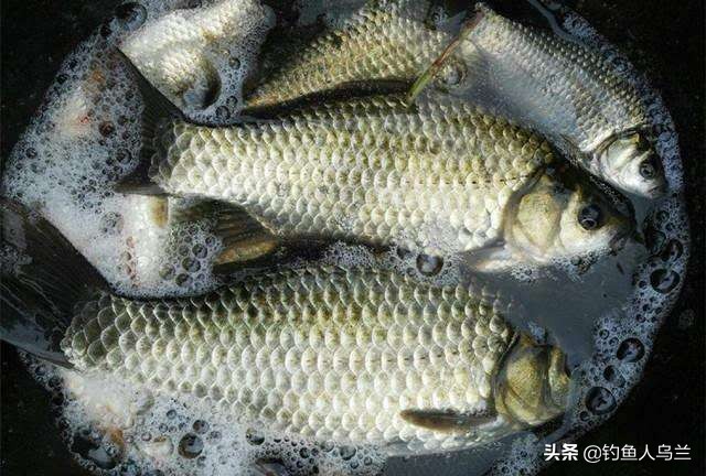 调几钓几调漂的正确方法,调几钓几是最好的调漂方法