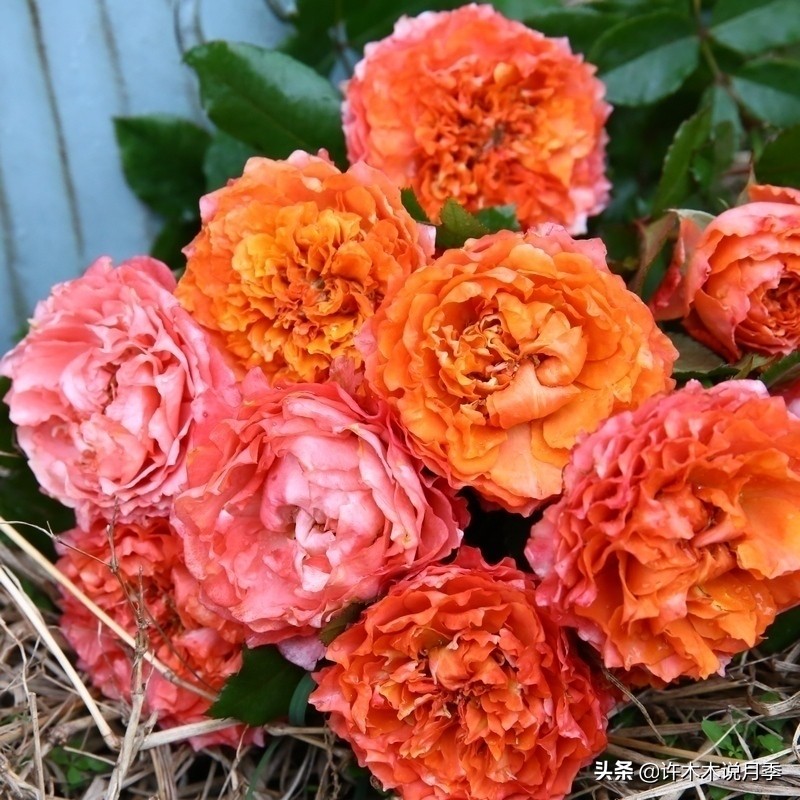 切花大全100种,鲜花大全50种花的花语