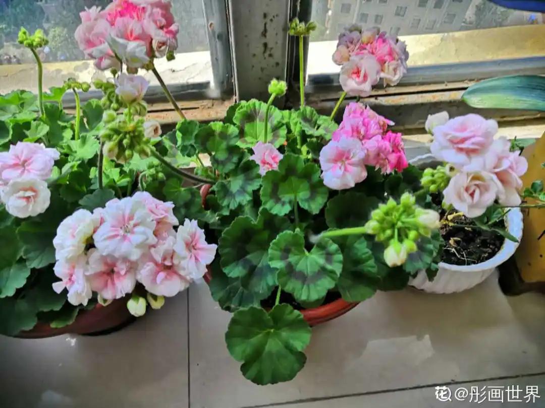 扦插花的养殖方法和技巧,养花扦插有妙招多肉