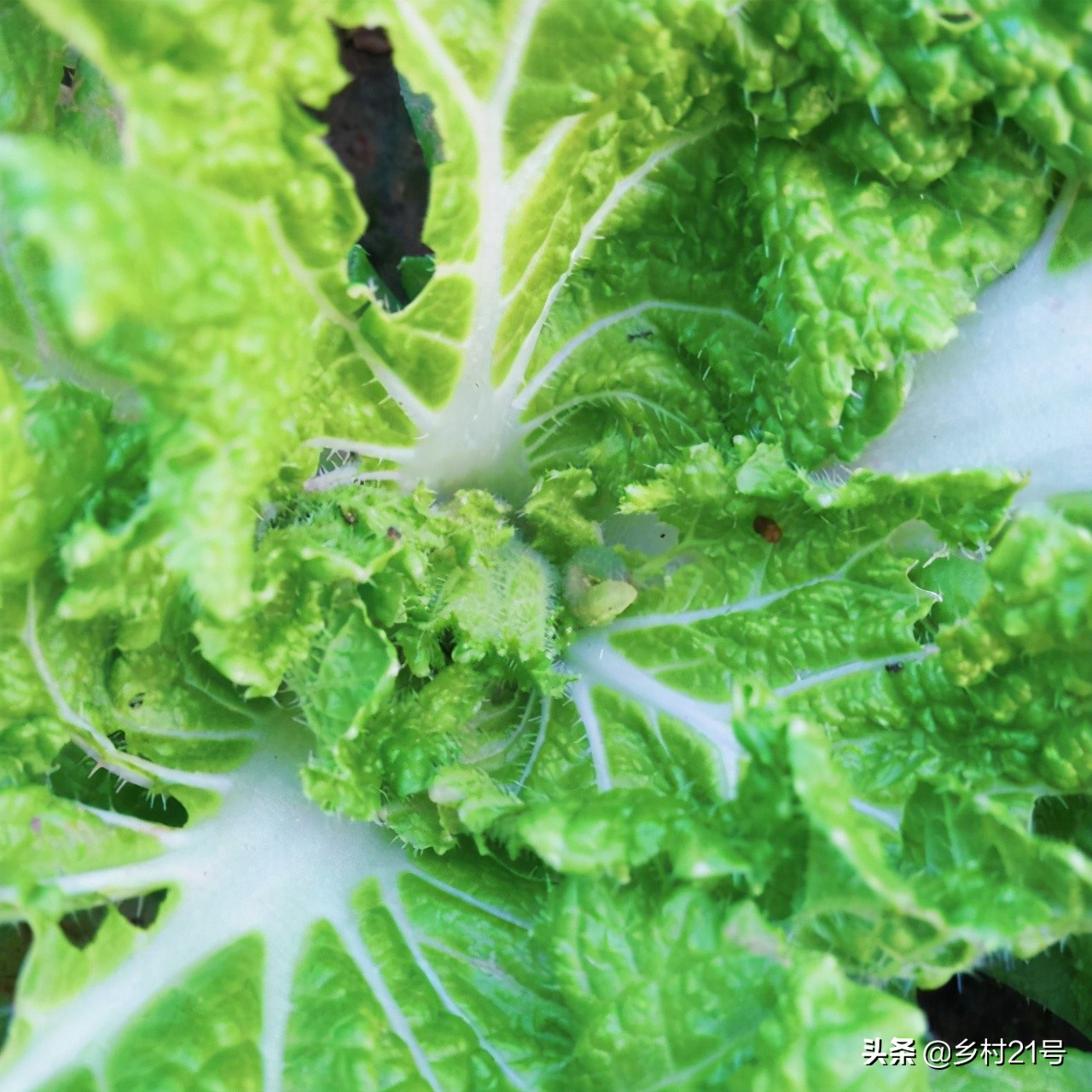 蔬菜上的菜青虫怎么防治,蔬菜招虫子怎么办