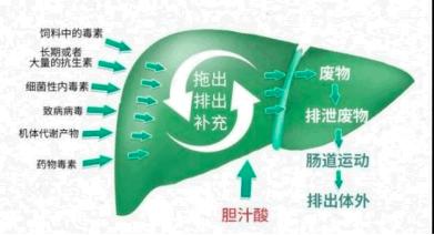 为什么母猪要排毒素,母猪为啥要排毒