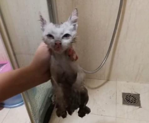 救助流浪猫被粘鼠胶,流浪猫被好心人收养后变成粘人