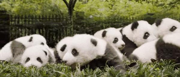 动物为什么会吃掉自己的粪便,动物吃粪便的原因