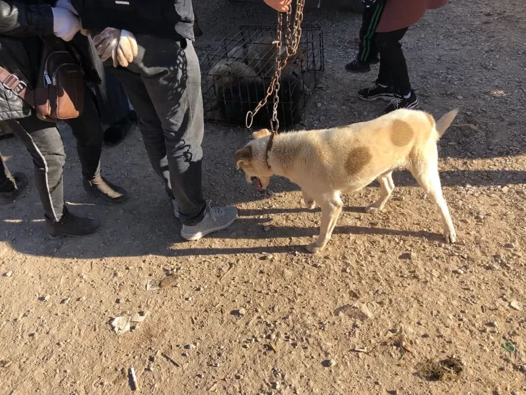 被狗贩子拐走了小狗卖到狗肉店,男子遛狗把狗卖到狗肉店