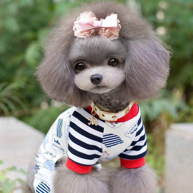 养狗狗是养博美好还是养泰迪好,为什么养狗的人讨厌泰迪