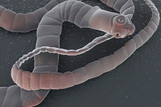 绦虫是怎么繁殖的,绦虫为什么会寄生在人类身上