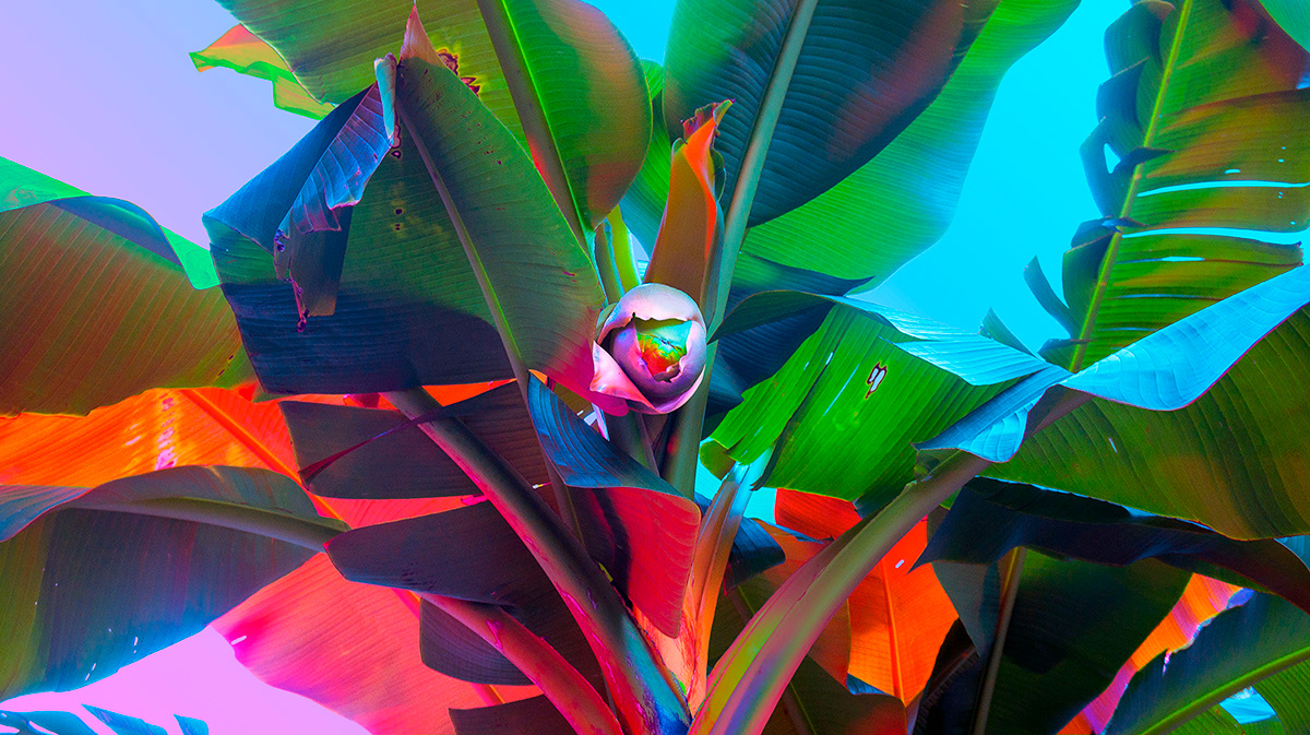 原来树叶也能这样拍,用这几个技巧树叶也能拍得这么美