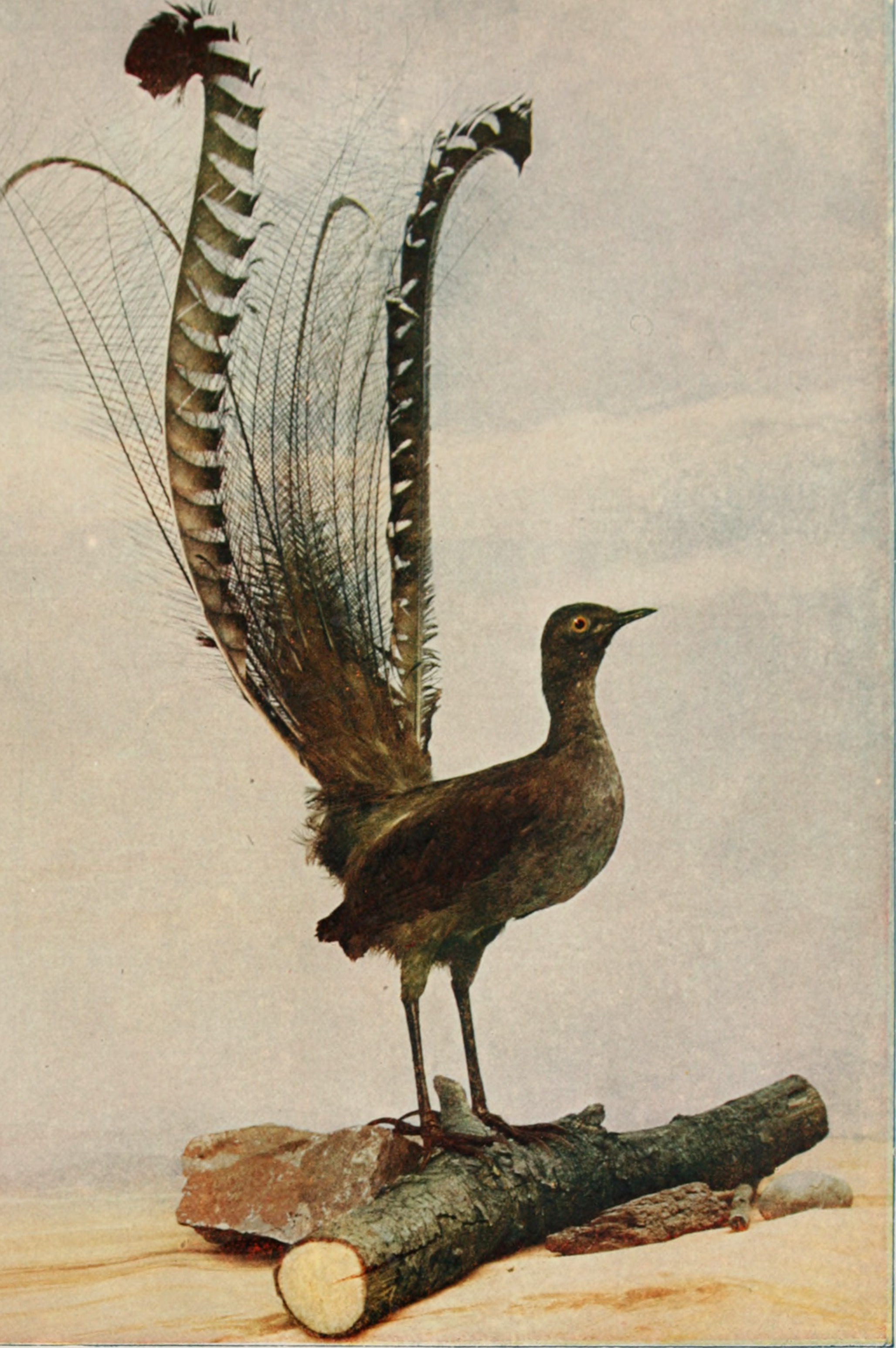 雄性琴鸟模仿叫声视频,雄琴鸟捕食者