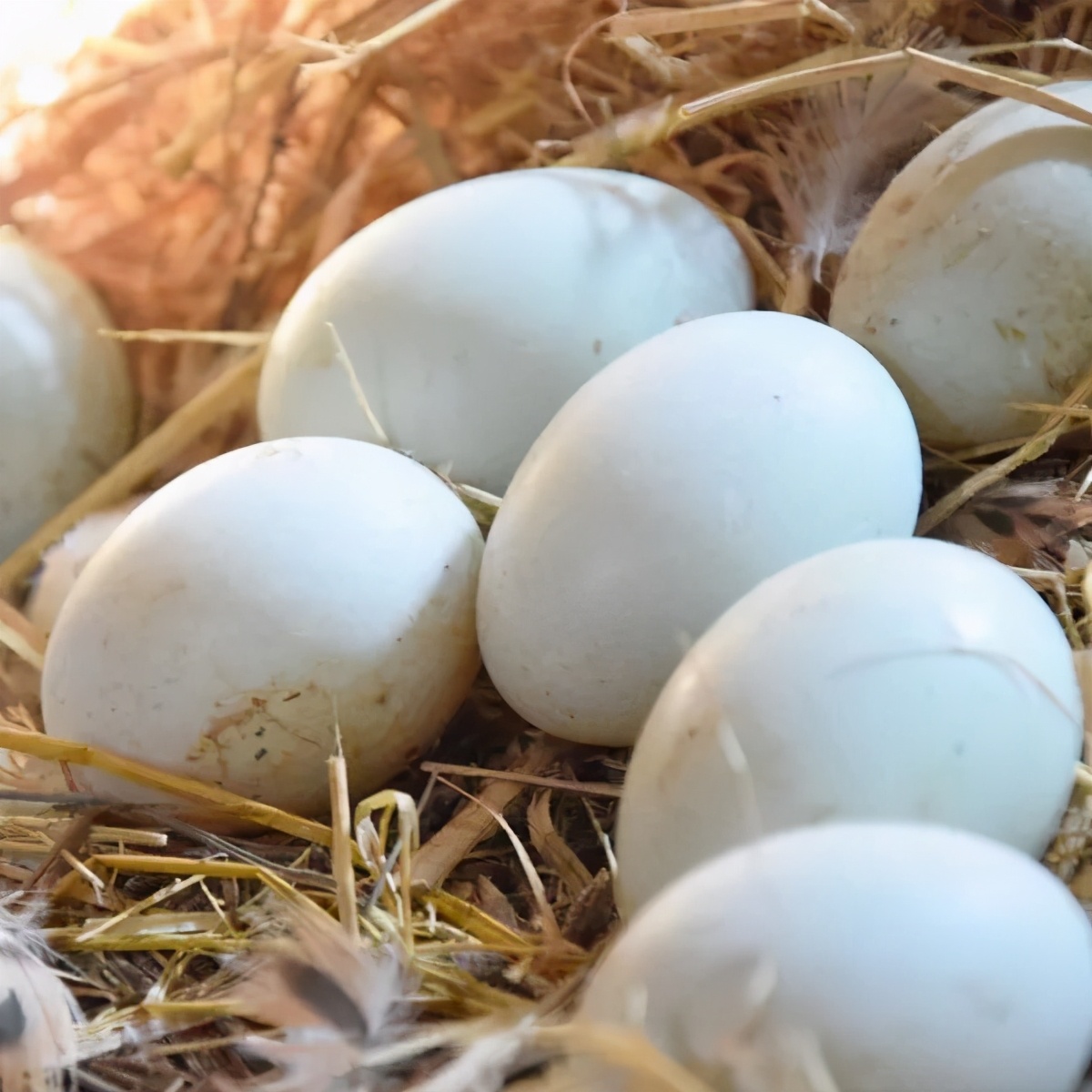 散养家禽蛋类营养高，咏江山助农增收有渠道