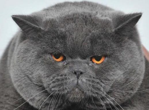 为什么大家都爱养英国短毛猫？这五点好处，看了不选都不行