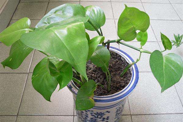 虎皮兰叶片有斑点怎么处理,虎皮兰叶子有黑斑是怎么回事