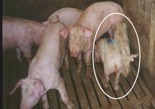 猪场小猪怎么治疗,猪场解决方案