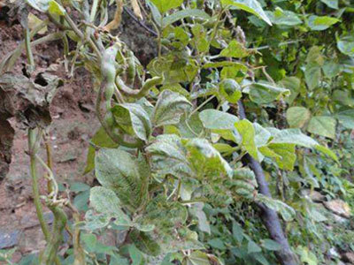 作物发生药害后怎么补救,作物发生药害了怎么办