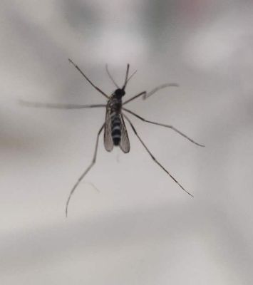 用100只蚊子做驱蚊测评,婴儿驱蚊液实测