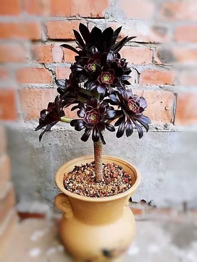 多肉的真实生活感悟,多肉的生活感悟