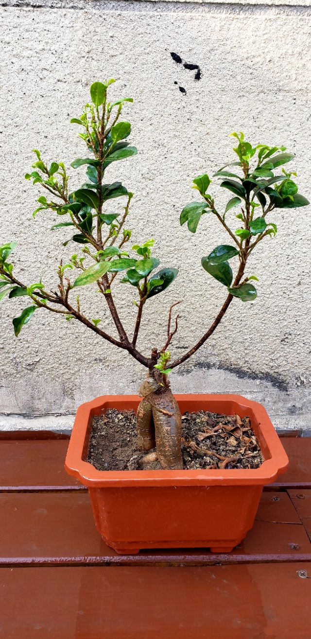 人参榕长什么虫子,人参榕叶尖有虫