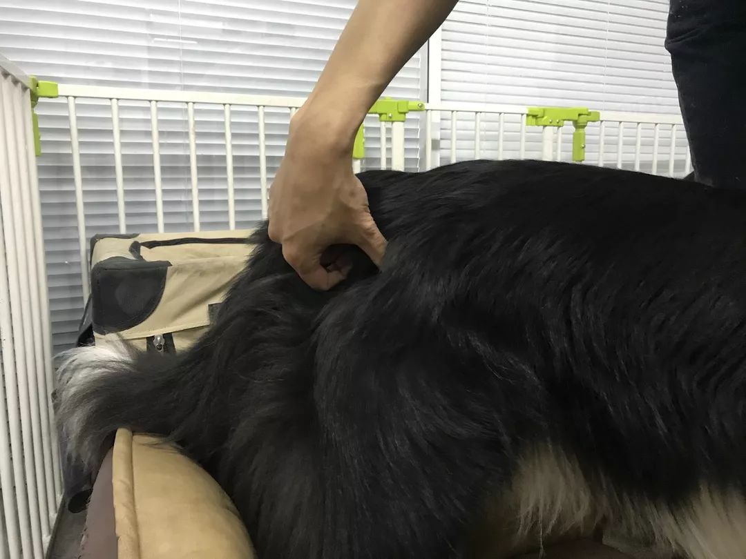 十字韧带正确使用方法,前交叉韧带健身房康复动作