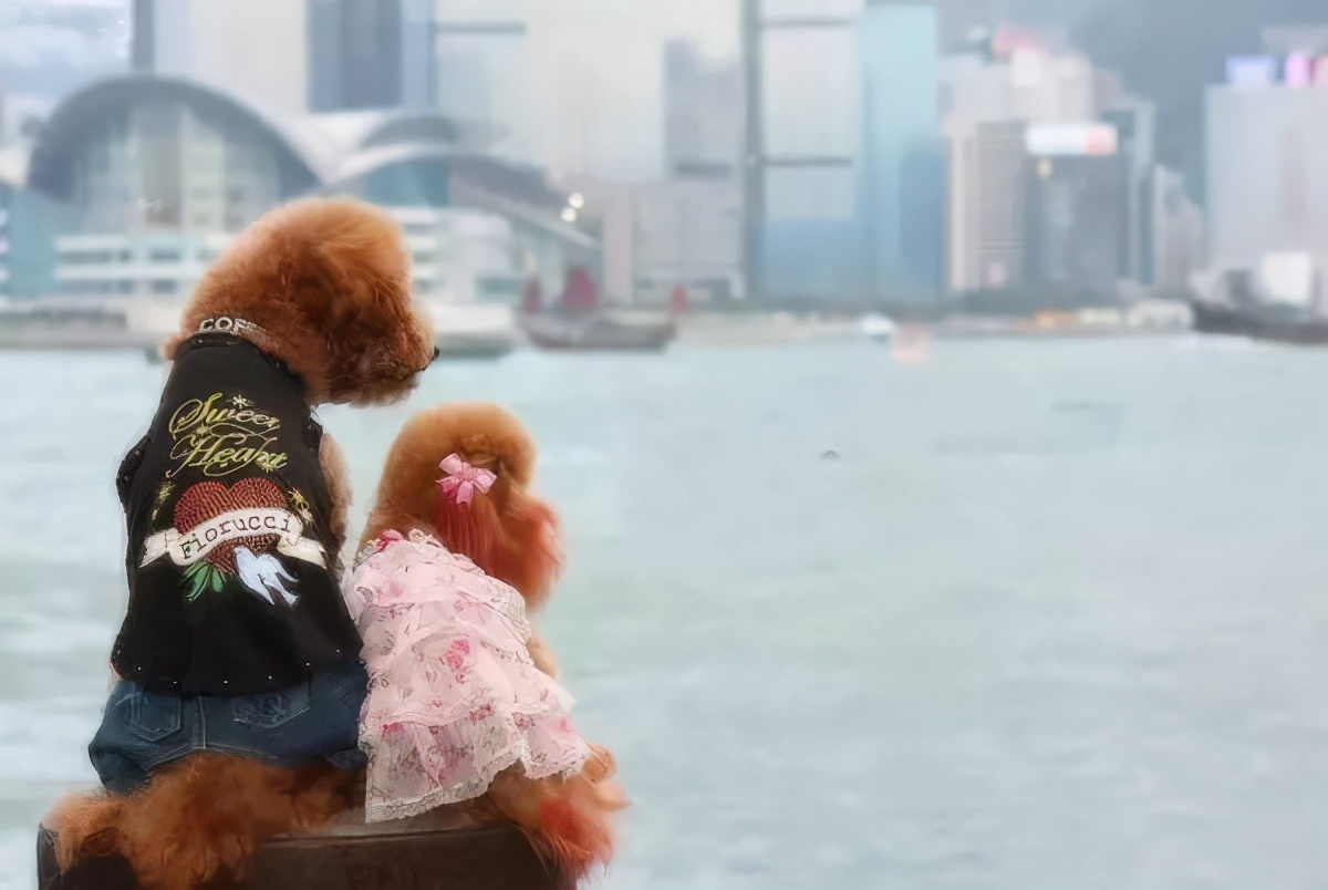 宠物狗结婚也是要仪式感的,给狗狗办婚礼的感受