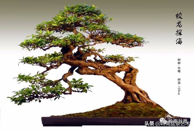 文人杂木盆景精品欣赏,可以做盆景的杂木图片大全