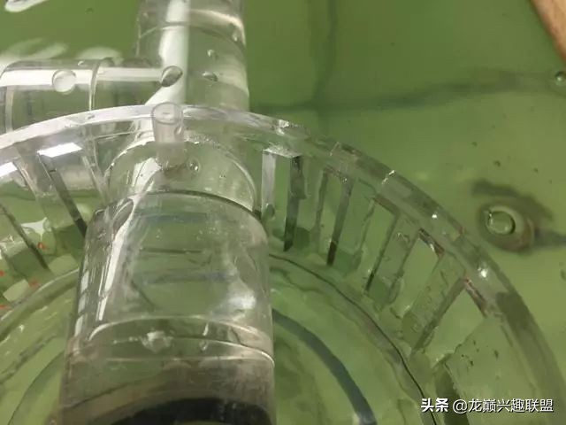 垃圾桶旁边的四方鱼缸，捡回去养了一缸金鱼，别说还挺不错