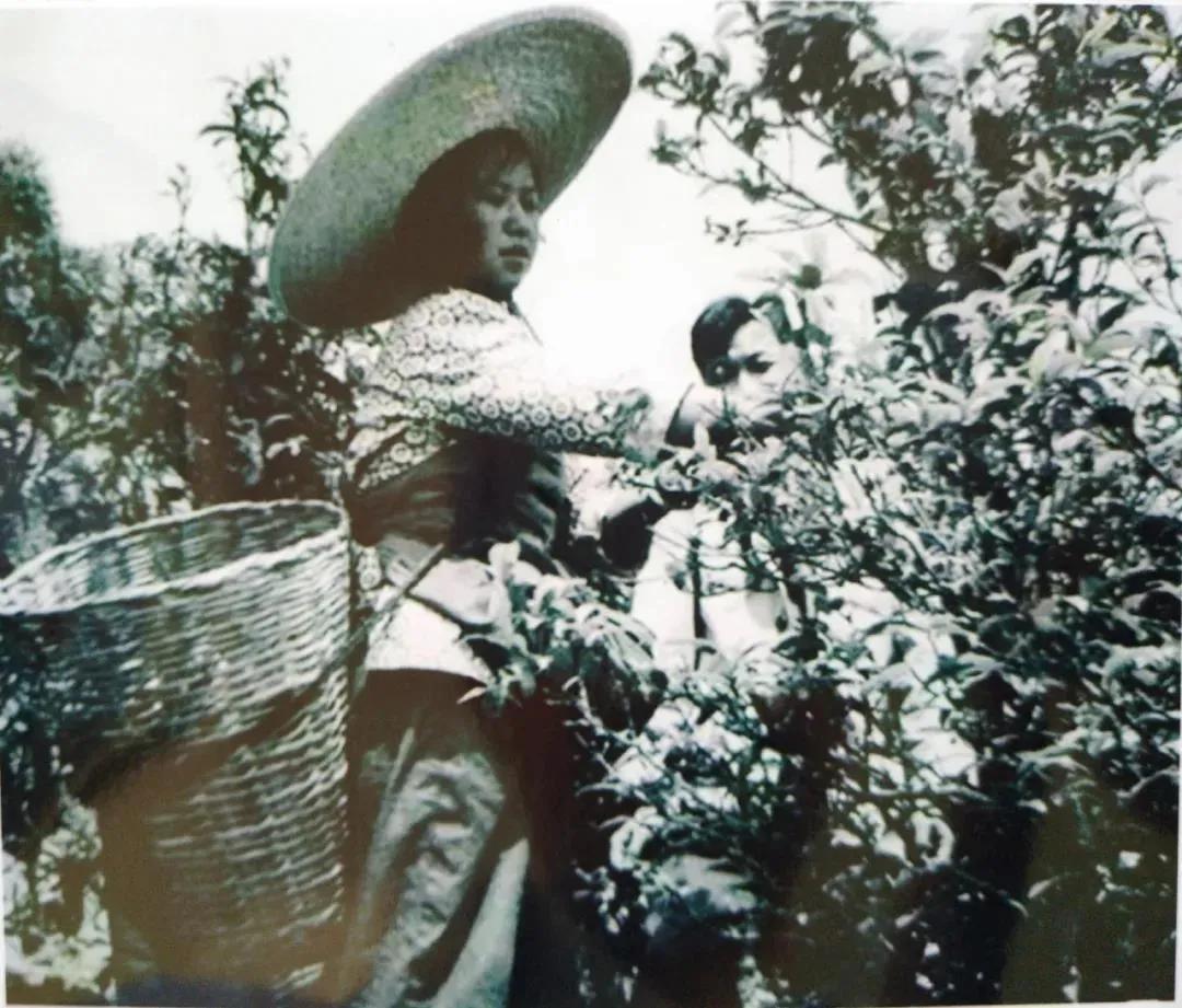 腾冲茶的历史你知道多少