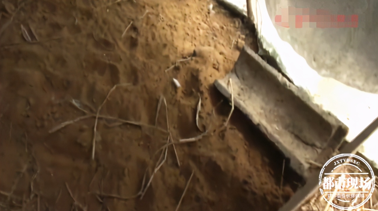 野生动物咬死百只鸡,鸡被神秘动物咬死