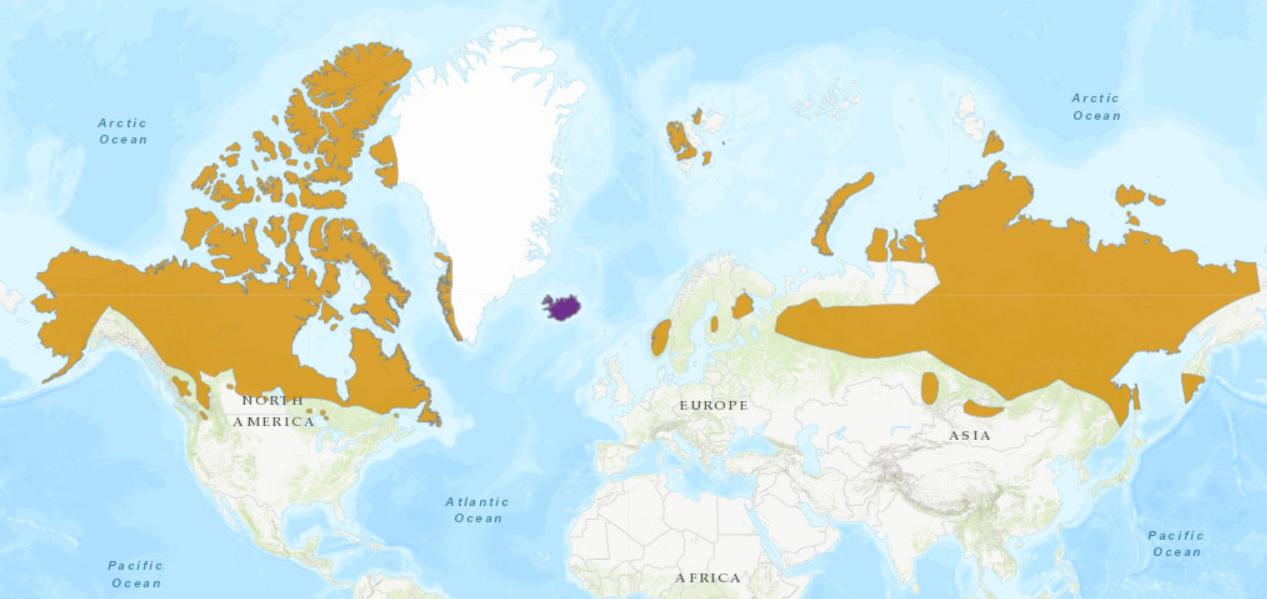 驯鹿的10大特征,介绍一下驯鹿的特点
