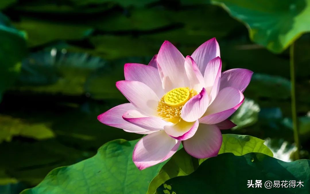 佛教为什么有五树六花,佛教中的五树六花图片