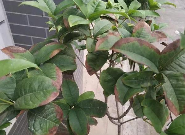 花草叶子干枯蔫了怎么回事,花缺水叶子都蔫了多久能恢复