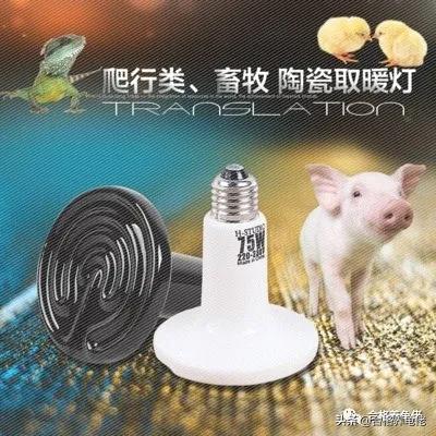 欧泽龟可以加温养吗,加温养龟都需要什么