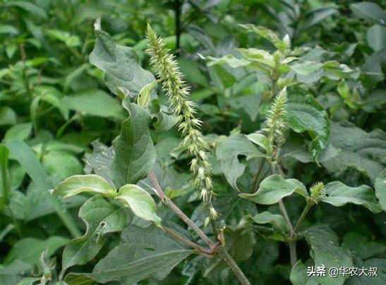 广东凉茶里面都有哪些东西,广东凉茶主要是什么