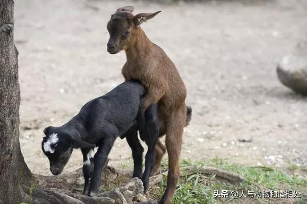 为什么雄性动物总是打架,为什么雄性动物都打架