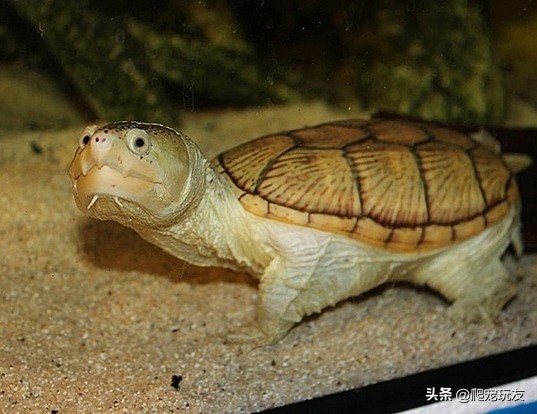 外表呆萌的窄桥蛋龟,饲养时请注意这样几点
