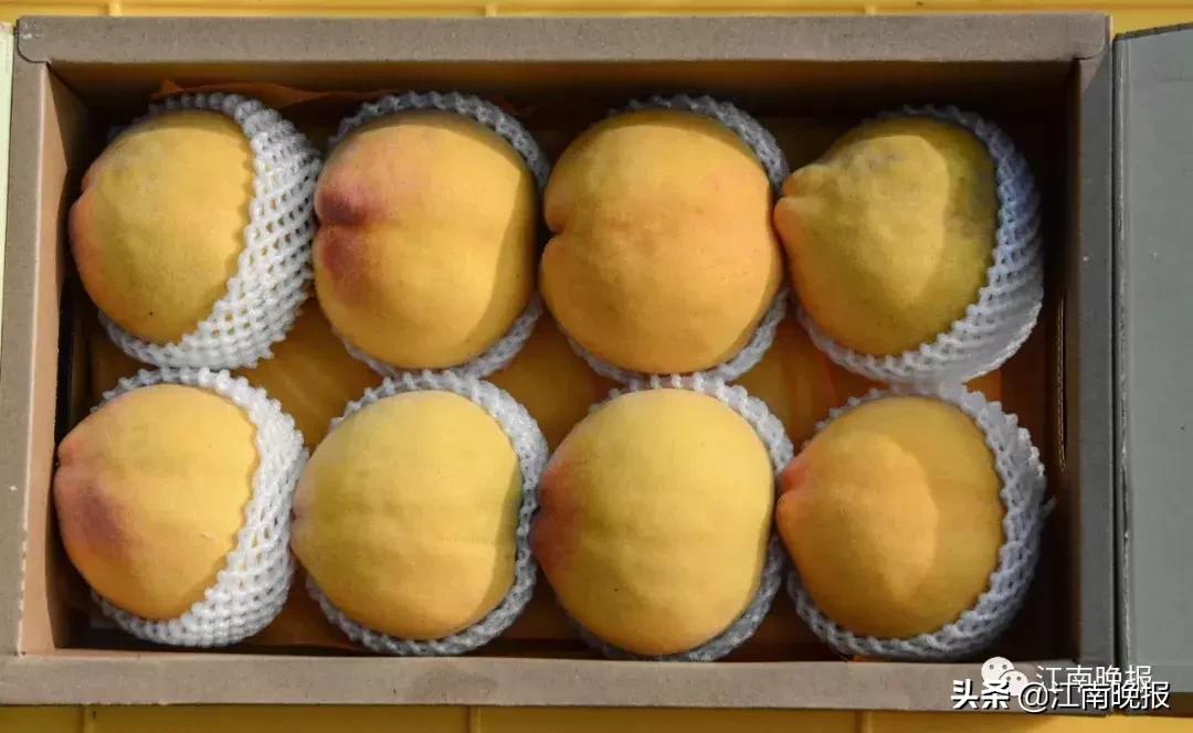 水蜜桃吃了不消化吗,水蜜桃吃了