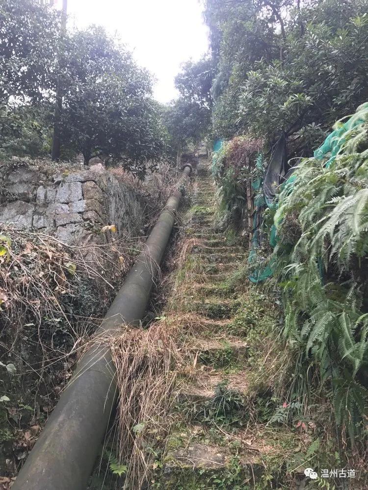 安静的尖叫,寂静的尖叫