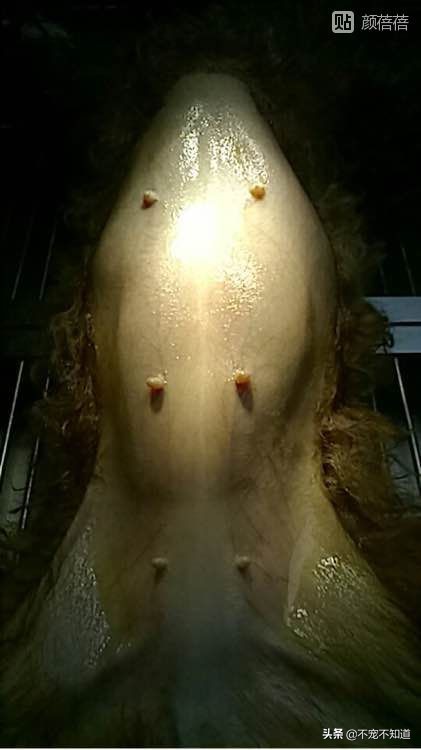 狗狗一般多大会得子宫蓄脓,狗狗得了子宫蓄脓走不稳