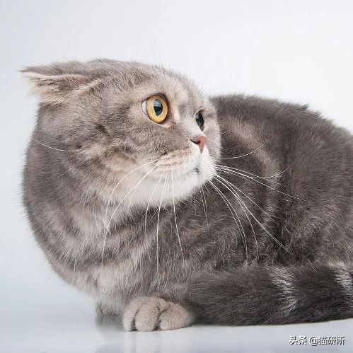 猫咪怕人不让抱怎么培养感情,猫咪长大了特别怕人怎么训练