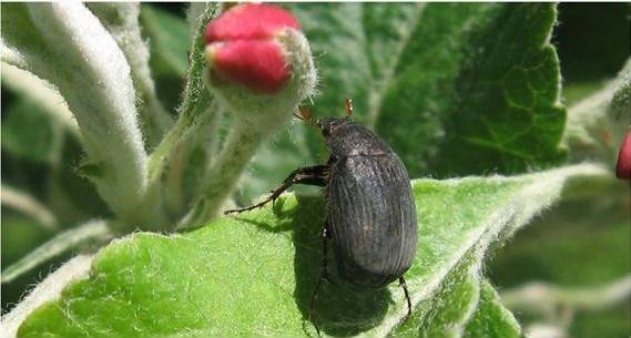 果园金龟子怎么除掉,果园灭金龟子