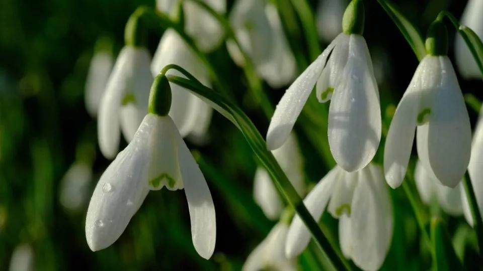 彼得兔的花园该怎么做,彼得兔的花园视频