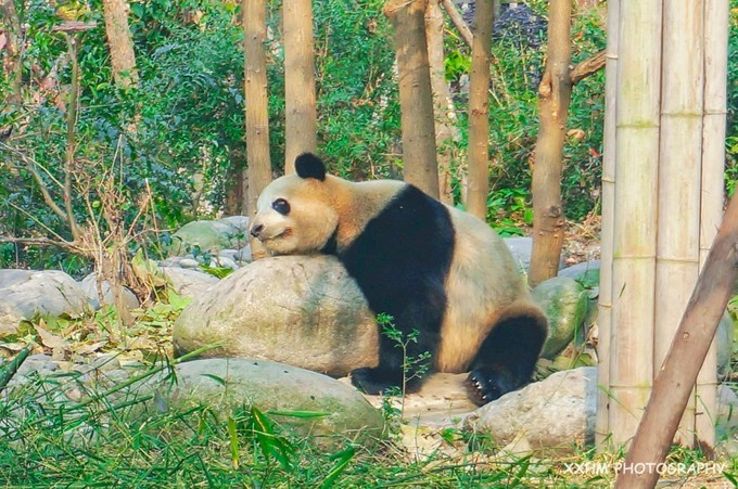 成都本地人去的最好吃的美食,中国姑娘吃成都美食