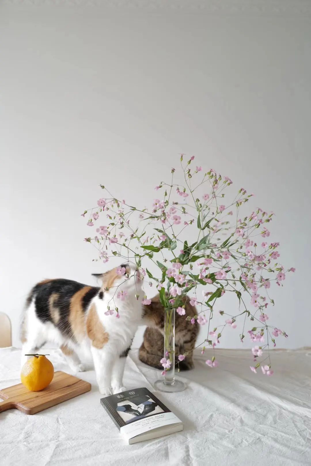 涔℃潙鏋佺畝浣忓畢,涔℃潙浣滃