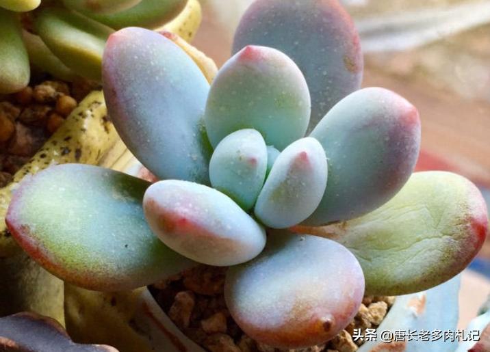 雪美人多肉过程,雪胖子多肉