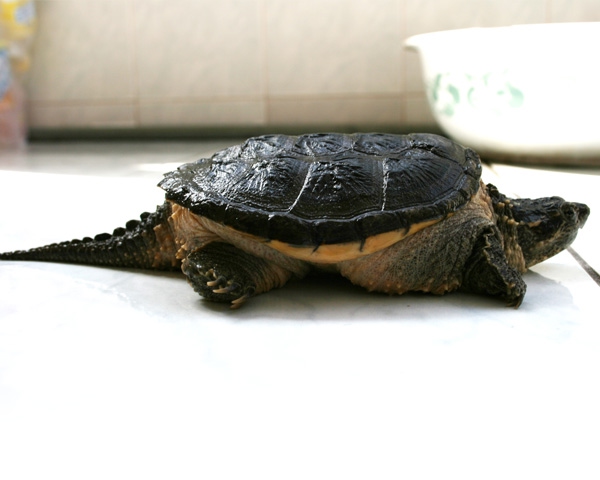 看图识龟,看图识物