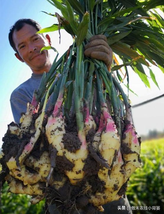 当前大姜种植管理事项,大姜管理很重要